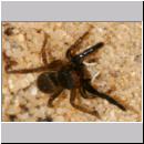 Euophrys frontalis - Springspinne 04 4mm.jpg